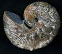 Hoploscaphites Nodosus Ammonite - Iridescent Shell #16259-3